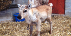 reindeer calf